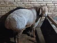 Ram, Sheep — photo 1