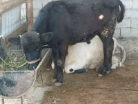 गाय, मवेशी — फ़ोटो 7