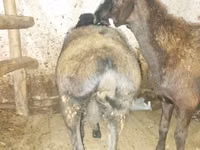 میش, گوسفند — عکس 4