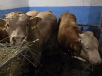 Boğa, Simmental cattle — foto 2