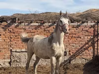 Koń, Anglo-Arabian — zdjęcie 2