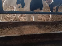 Boğa, Russian Black pied cattle — foto 2