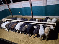 የጎትት አውራ በግ, Sheep — ፎቶ 2