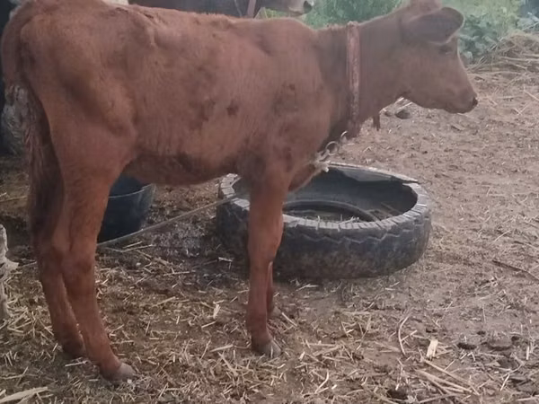 Cow, Cattle — Uzbekistan