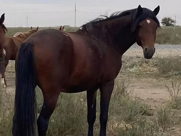 Horse (M), Anglo-Arabian