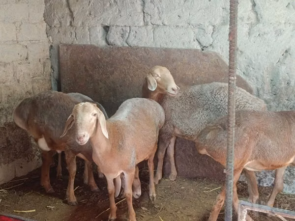 Pecora, Afghan Arabi sheep