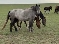 مادیان, اسب — عکس 3