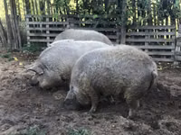 Pigs (batch, sex not specified) — photo 2