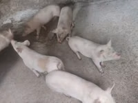 Kanec, Prasata — foto 4