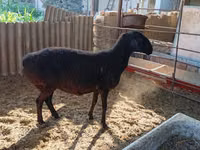 Sheep (batch, sex not specified), Sheep — photo 3