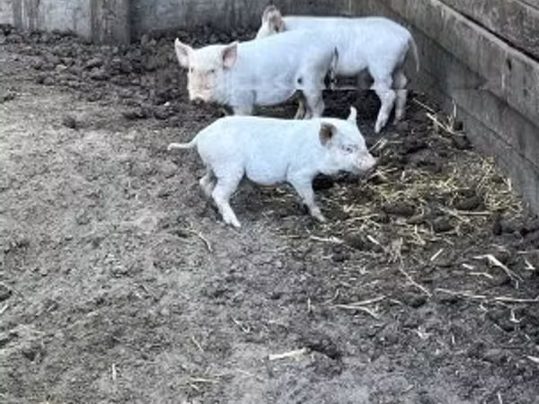 Boar,  — Hungary