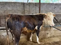 Bull, Cattle — photo 4