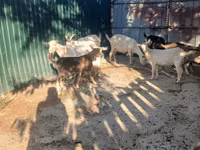 ወንድ ፍየል, Goats — ፎቶ 2