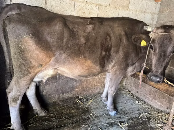 Sapi, Swiss cattle