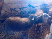 Sheep, Sheep — photo 1