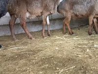 Baran, Owce — zdjęcie 5