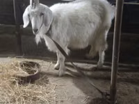 Goat, Goats — photo 2