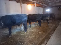 Bull, Cattle — photo 3