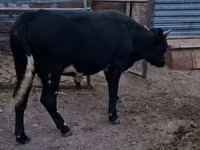 公牛, Aberdeen-Angus — 照片 1