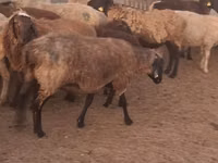 Ram, Sheep — photo 8