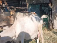 Goat, Saanen goat — photo 5