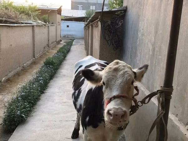 Cow, Cattle — Uzbekistan