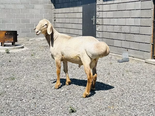 Koç, Hissar sheep