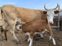 Үнээ, Simmental cattle — 1 зураг