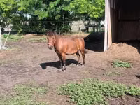 Mare, Horses — photo 2