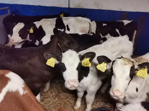 Bika, Russian Black pied cattle