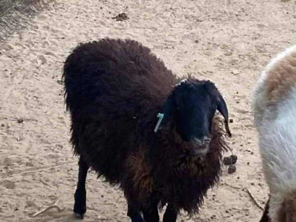 Ram, Sheep — Kazakhstan