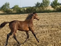 Mare, Hungarian horse breed — photo 6
