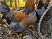ساسکس — عکس 3