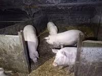 Säue, Schweine — Foto 1