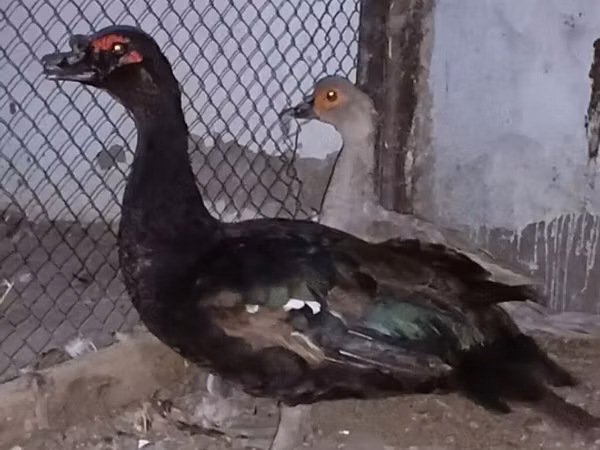 Ducks
