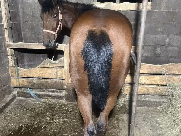 수말, New Altai Horse