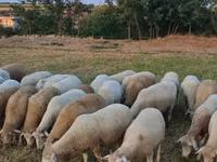 میش, گوسفند — عکس 4