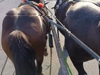 Horse (M), Horses — photo 2