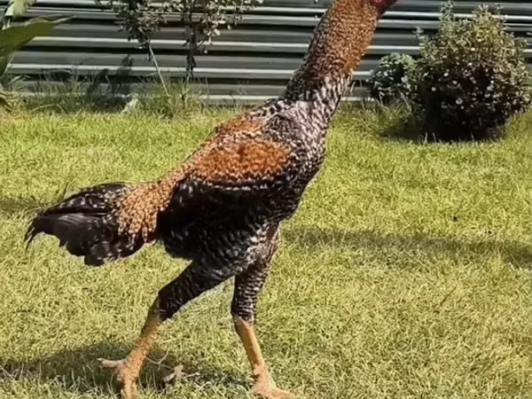 Chickens — Azerbaijan