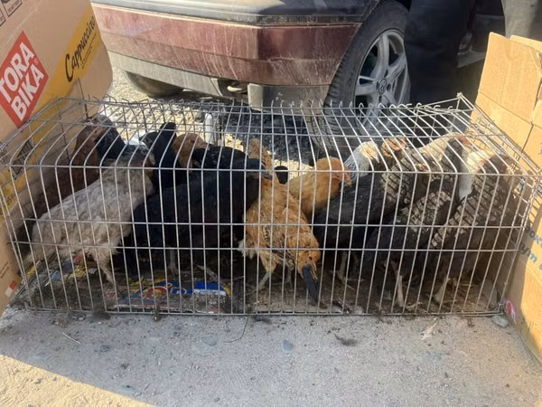 Chickens — কিরগিজিস্তান