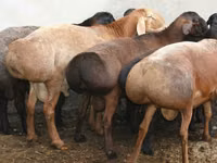 Ram, Sheep — photo 2