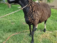 Ram, Blackheaded Persian sheep — photo 6