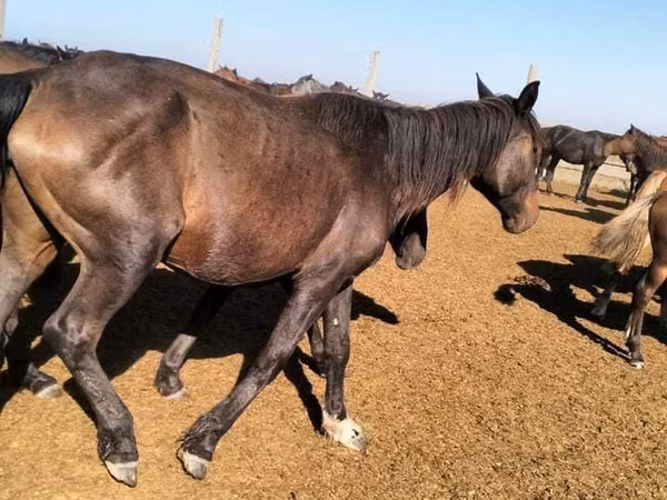 مادیان, Kazakh horse