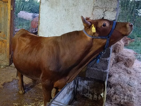 Bull, Cattle — Uzbekistan