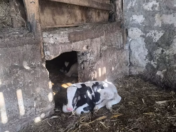 Cow, Russian Black pied cattle — Moldova