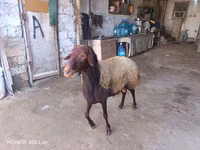 숫양, 양 — 사진 3