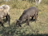 แกะ (เป็นล็อต, ไม่ระบุเพศ), Arabi sheep — รูปภาพ 3