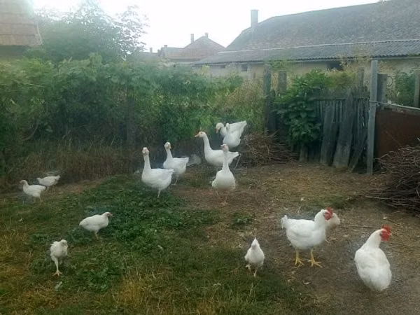 Geese