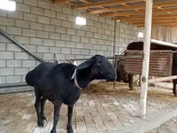 Baran, Rhon sheep — zdjęcie 5