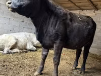 Krowa, Swiss cattle — zdjęcie 2
